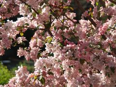 -长白岛森林公园