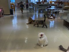 -藏猫猫咖啡主题馆(中央大道店)