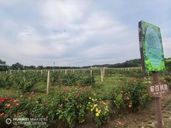 -北京张裕爱斐堡酒庄