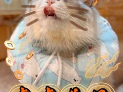 -momokira米努特·德文卷毛猫·棉花面纱犬