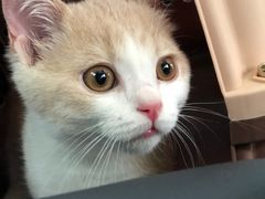 -东方名猫馆·英短金渐层布偶猫舍(环线广场1号楼店)