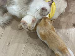 -Bastet sally猫舍购宠(静安店)