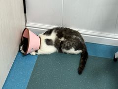 -东日国际动物医院·CT·心脏专科(桃源分院)