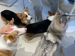 -怪兽屋·羊驼·猫咖·狗咖(俊华广场店)