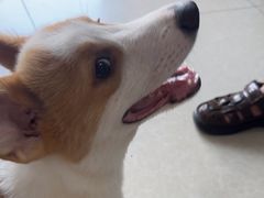 -瑞派福兴宠物医院犬猫全科·骨科·中西医结合(河东店)