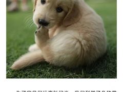 -瑞派申生动物医院·24H夜诊·国际动物医疗中心·骨外科(吴中路店)