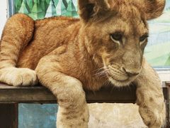 -大连森林动物园