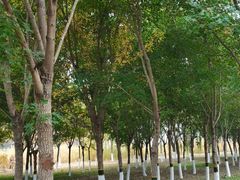 -大兴滨河森林公园