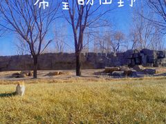 -北京野生动物园