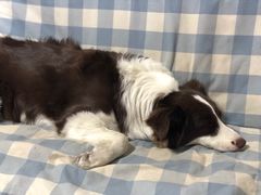 -顺强宠物诊所·狂犬免疫·夜诊·骨科(嘉定店)