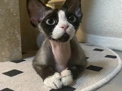 -山宅一喵德文卷毛猫舍