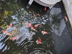 -丽泽山庄·生态怀柔菜·虹鳟鱼(红螺寺店)