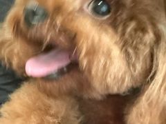 -北京观赏动物医院·24小时大型综合·猫专科·异宠专科