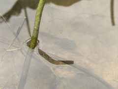 -沐仙湖湿地公园
