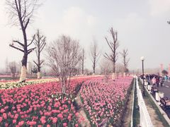 iphone_upload_pic-荷兰花海