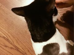 -PETKIT 小佩宠物·低压洗护·美容·寄养(安远店)