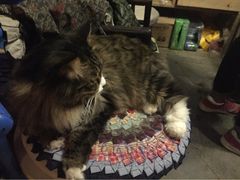 Anne猫窝咖啡屋-Anne猫窝咖啡屋