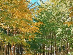 -北京国家会计学院