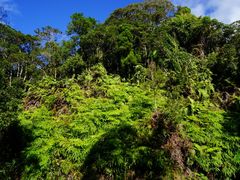 -海南热带雨林国家公园吊罗山景区