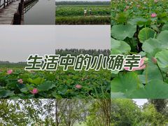 -西青郊野公园