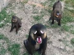 -大连森林动物园