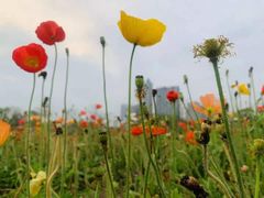 -二沙岛艺术公园