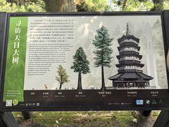 -天目山大树王景区