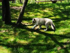 -北京野生动物园