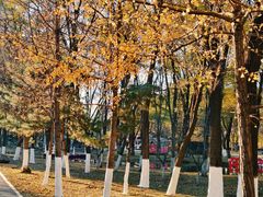 -长白岛森林公园