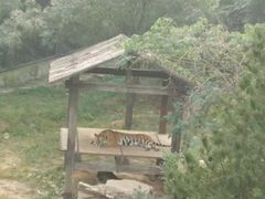 -石家庄市动物园