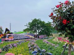 -荷兰花海
