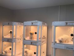 -翊宠yipet猫狗购宠庄园犬舍•猫舍