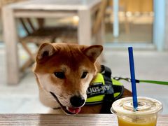 -VOYAGE COFFEE 咖啡烘焙工坊店(798艺术区店)