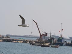 -烟墩角天鹅湖