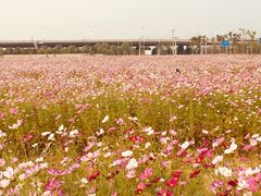 -皇粮浜湿地公园