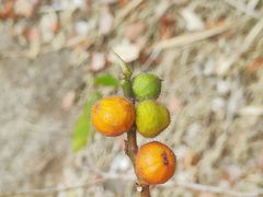 -广州白江湖森林公园