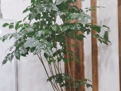 -大院河·仙鱼莊(九眼桥店)
