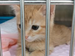 -瑞派康怡24h宠物医院·犬猫医疗中心·微创绝育(瑞景分院)