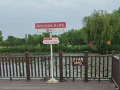 -微山湖红荷湿地景区