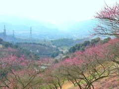 -新建村梅花