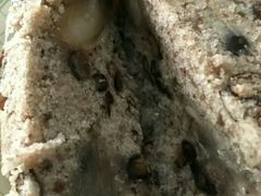 -杨招娣糕点(装驾桥巷店)