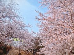 -樱花山风景区