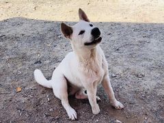 -鸿渡渔庄·特色鸭咀鱼