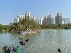 -五缘湾湿地公园