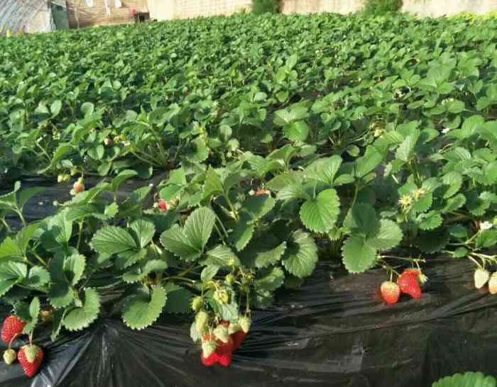绿苑莓香草莓樱桃采摘中心-"这个春节是属于小草莓的919191三天