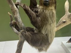 -国家自然博物馆