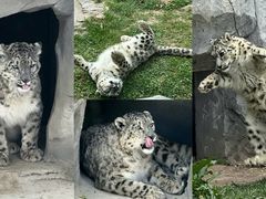 -青藏高原野生动物园