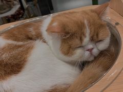 -飞行喵MR PILOT|猫舍·猫咖(静安大融城店)