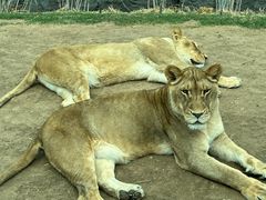 -北京野生动物园