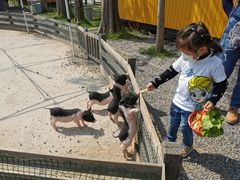-前小桔亲子创意农场·草莓采摘·露营烧烤